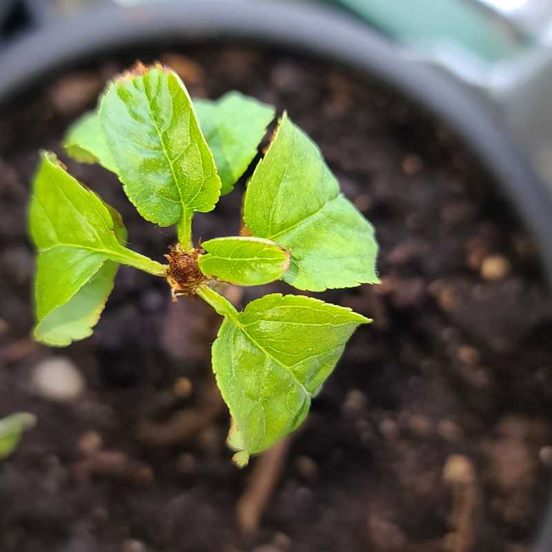 Young Cherry Laurel plant with green leaves and slight browning on edges in a pot with visible soil.