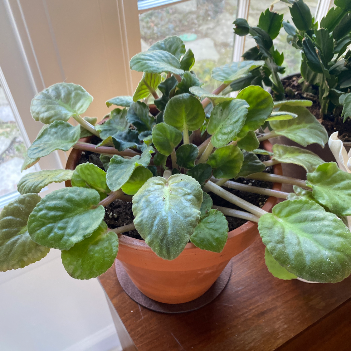 Photo of the plant species Hairy bergenia by Jennifer named Your plant on Greg, the plant care app