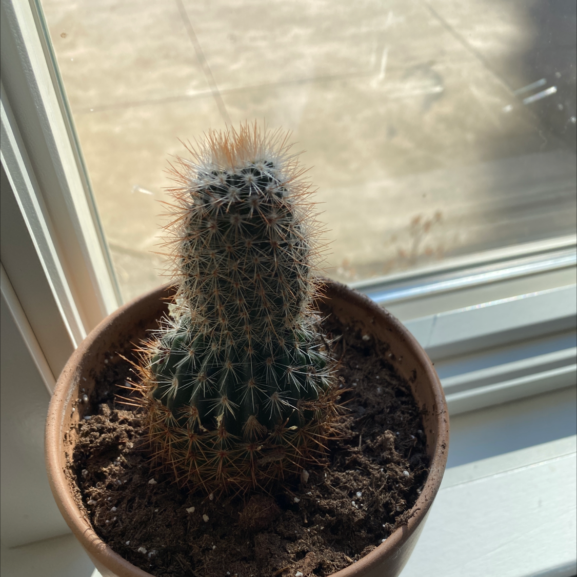 Correll's Hedgehog Cactus in a pot by a window with visible soil.