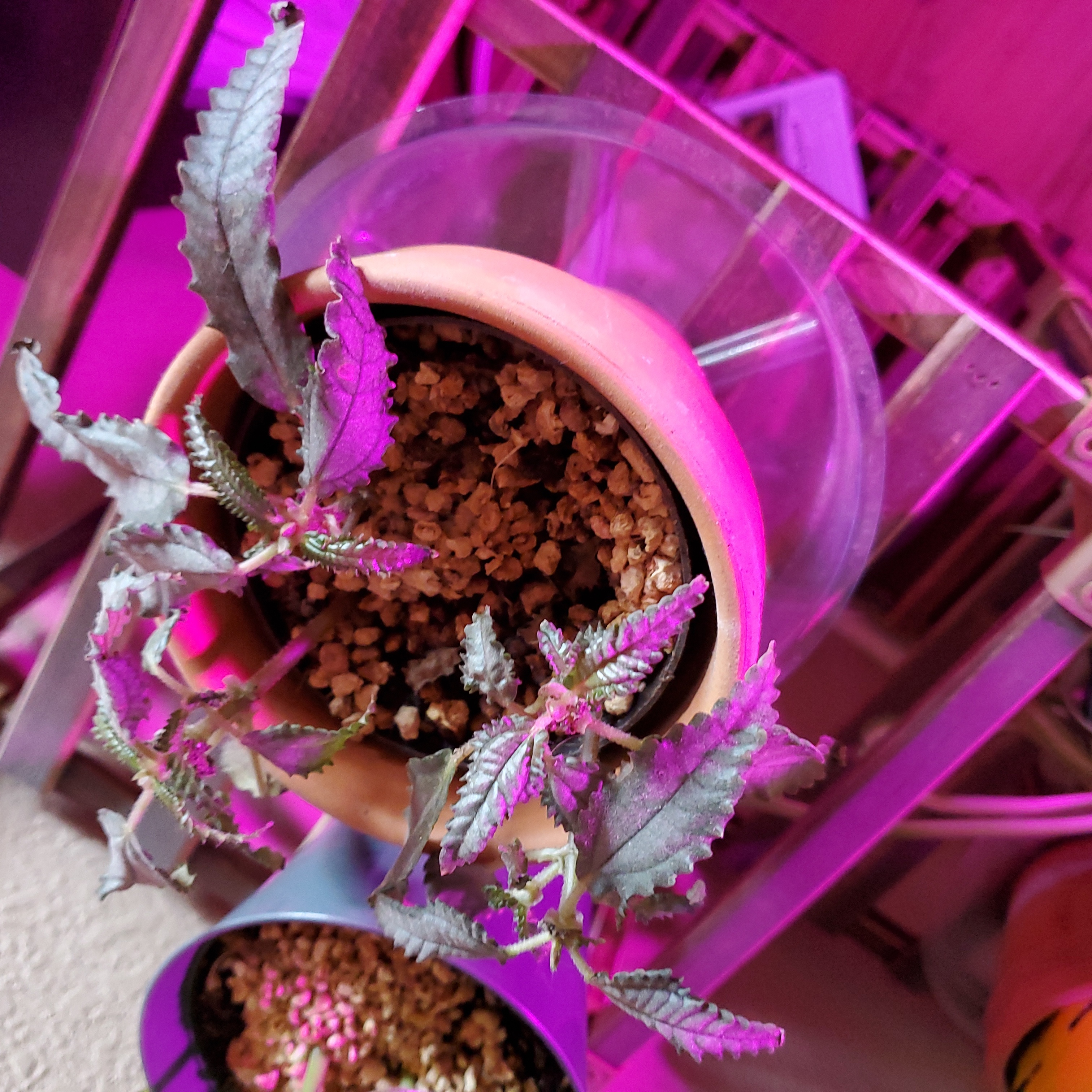 Potted Dark Mystery Pilea plant under pink grow lights, with visible soil.