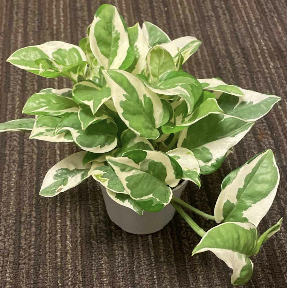 Pothos N' Joy plant photo by @maxined named Mia Thermopothos 👸🏻 on Greg, the plant care app.