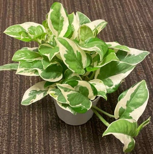 Pothos N' Joy plant photo by @maxined named Mia Thermopothos 👸🏻 on Greg, the plant care app.