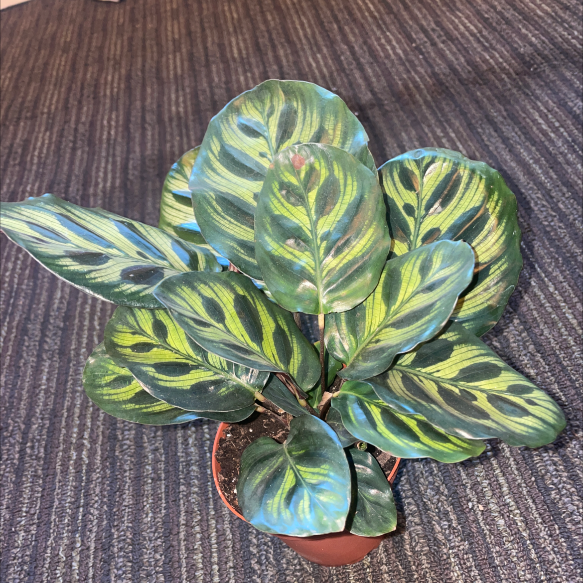 Cathedral Windows plant photo by @maxined named St. Patrick’s 🍀 on Greg, the plant care app.