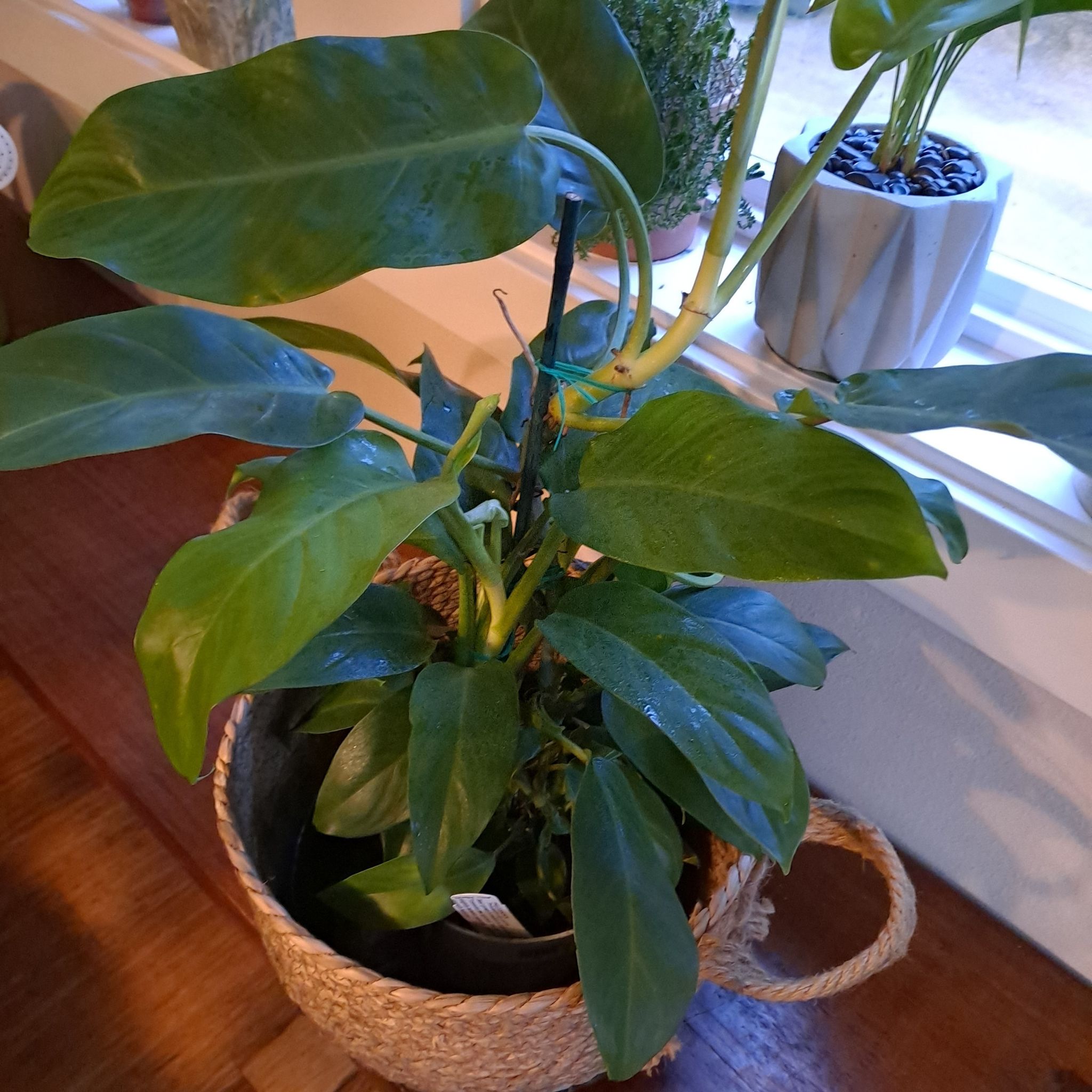Philodendron 'Congo' plant in a woven basket with healthy green leaves.