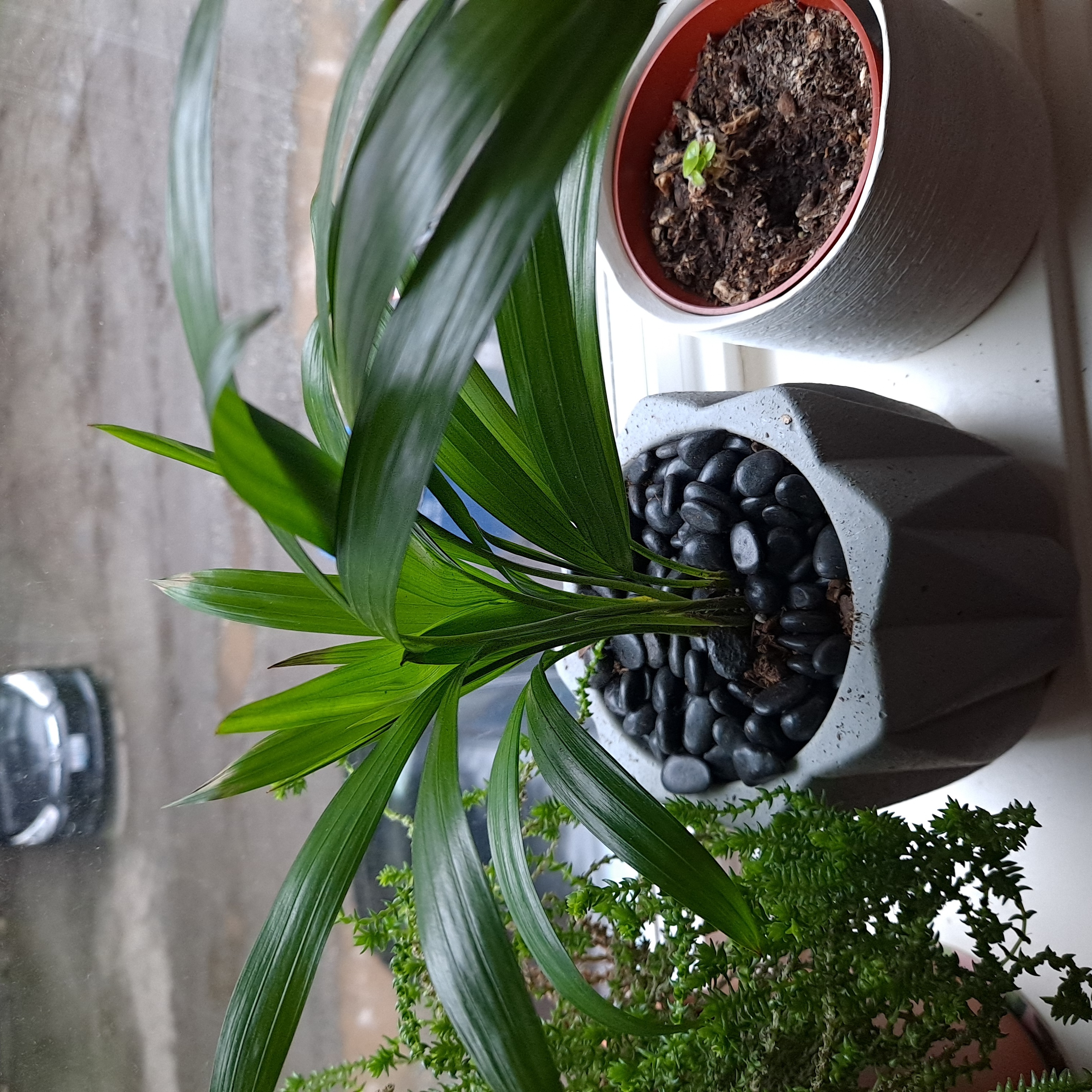 Christmas Palm plant in a pot with black stones, surrounded by other plants.