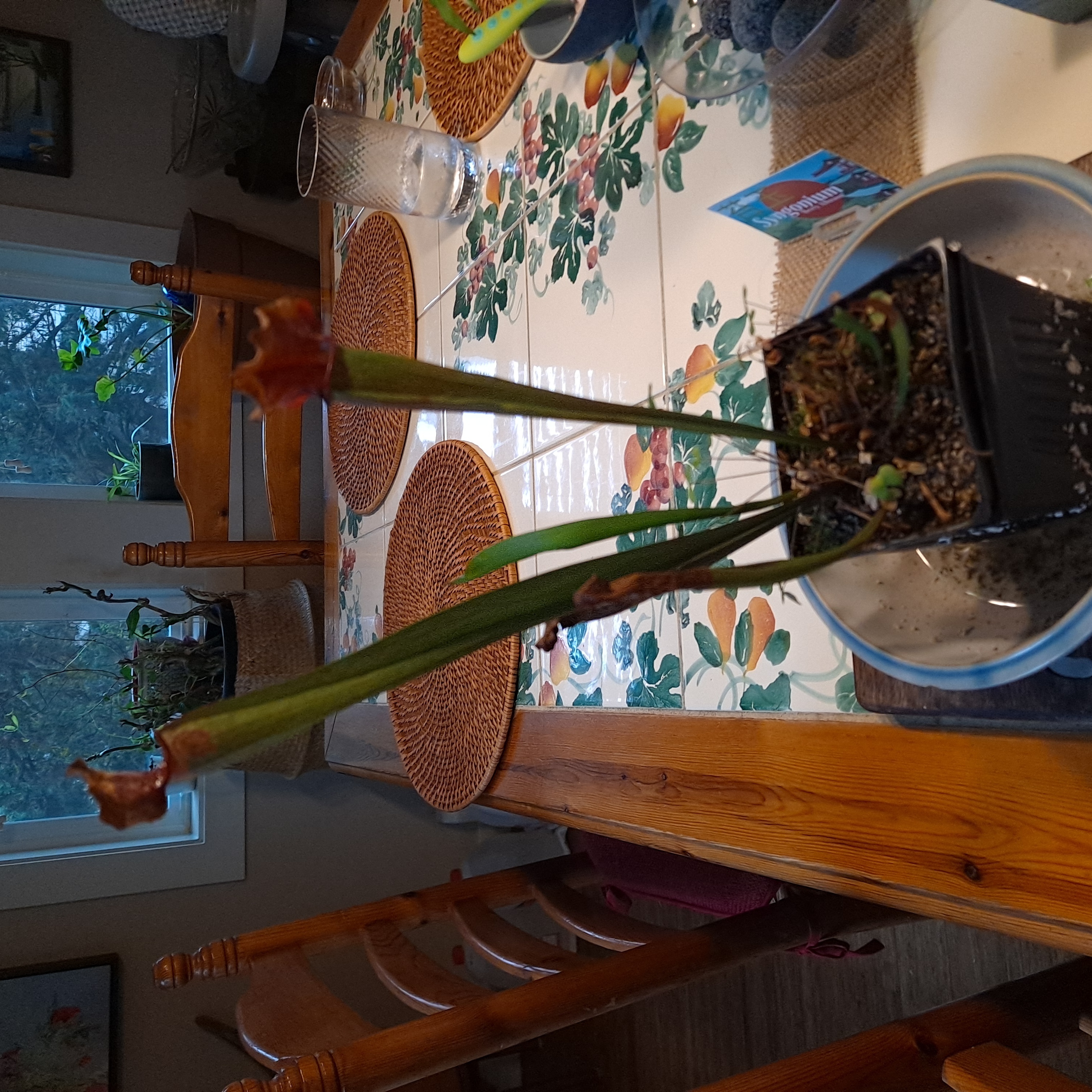 Yellow Pitcher Plant in a pot on a table with some browning on the leaf tips.