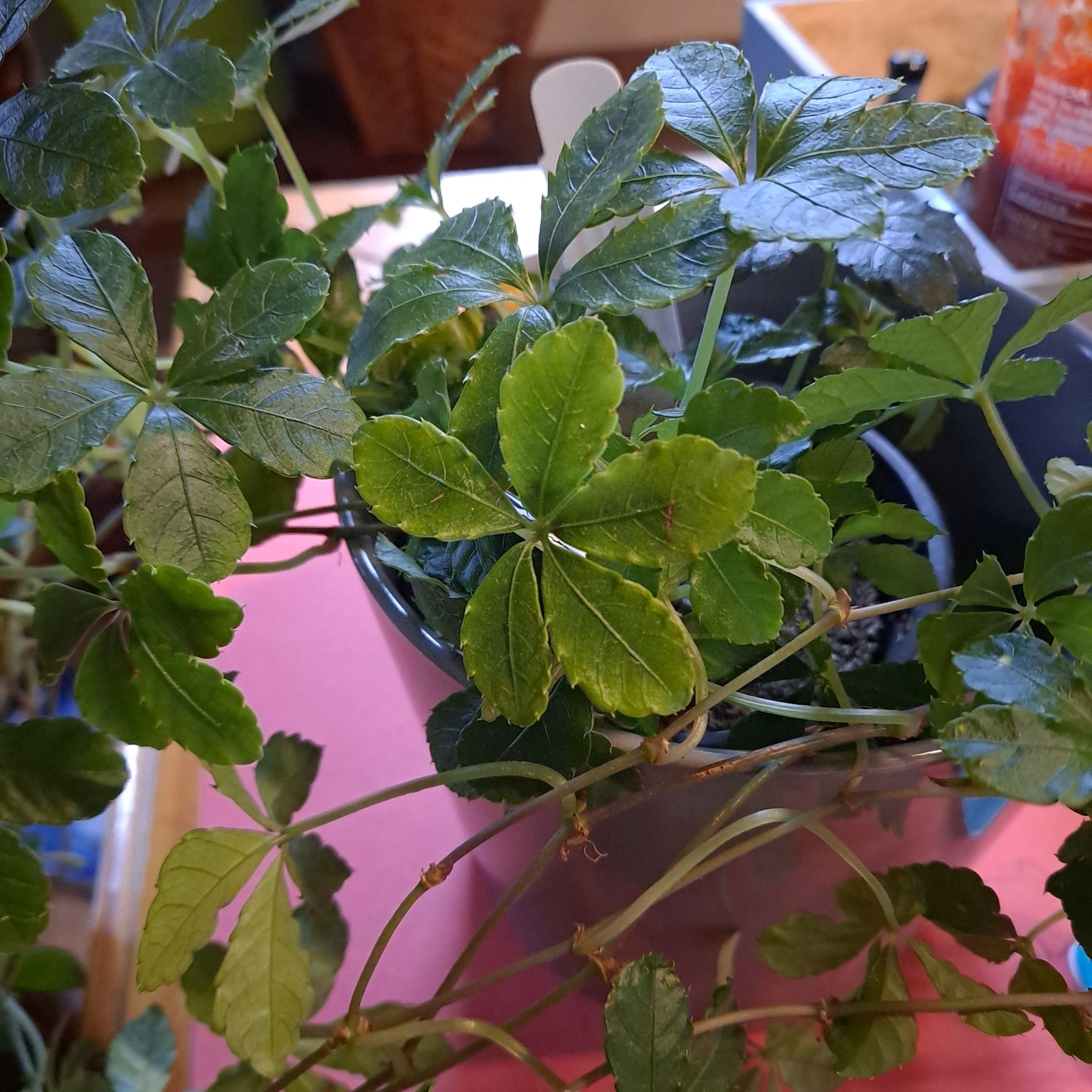 Virginia Creeper plant in a pot with mostly healthy green leaves.
