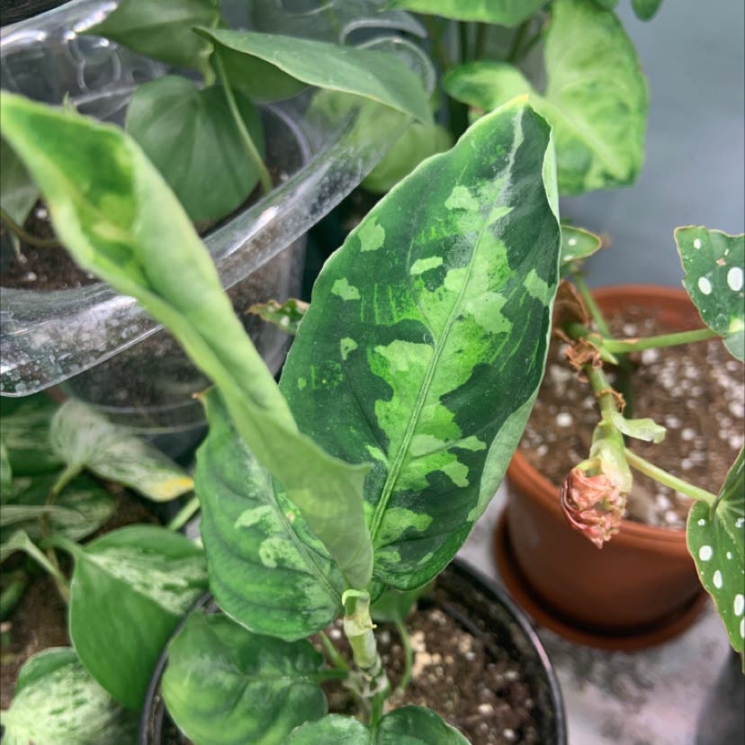 aglaonema pictum tricolor | A plant by @NotableTimeout on Greg aglaonema pictum tricolor | A plant by @NotableTimeout on Greg