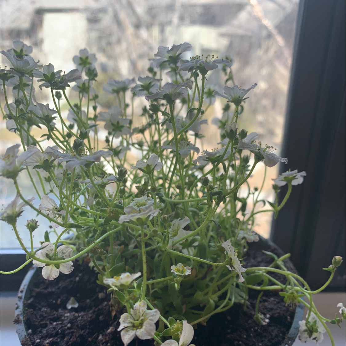 Photo of the plant species Rueleaf Saxifrage by @kutiekole named Stone Breaker on Greg, the plant care app