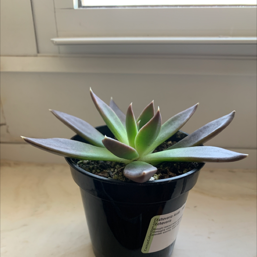 Photo of the plant species Echeveria tolimanensis by @hannahmcgaffey named Your plant on Greg, the plant care app