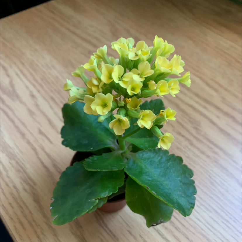 Florist Kalanchoe plant photo by @hannahmcgaffey named scott on Greg, the plant care app.