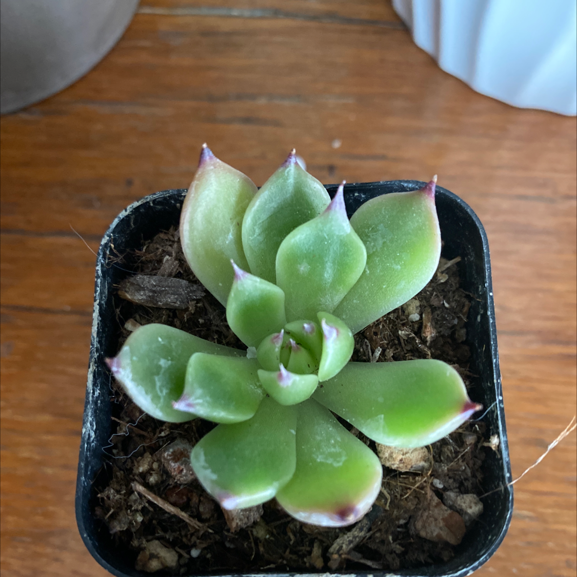 Echeveria colorata succulent in a pot with visible soil and healthy green leaves.