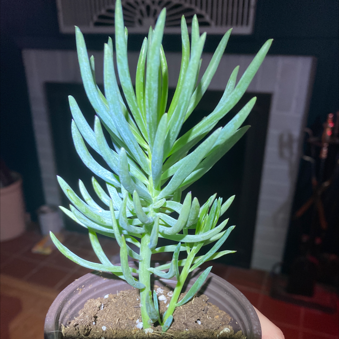 Photo of the plant species Big Blue Chalksticks by @RedByChoice named Gaga on Greg, the plant care app