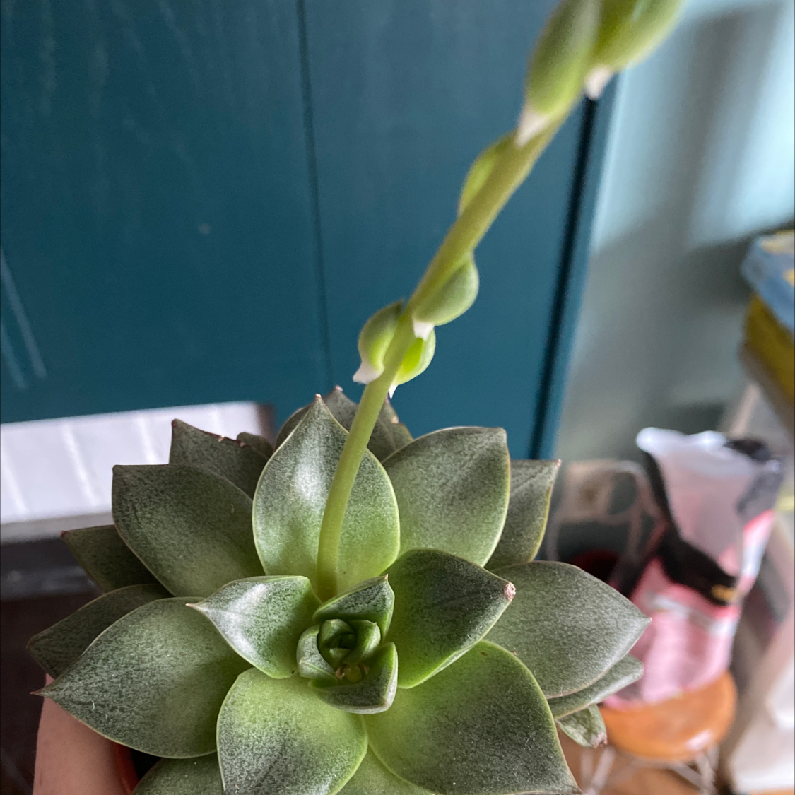 Echeveria 'Dionysos' succulent with a flower stalk, well-centered and in focus.