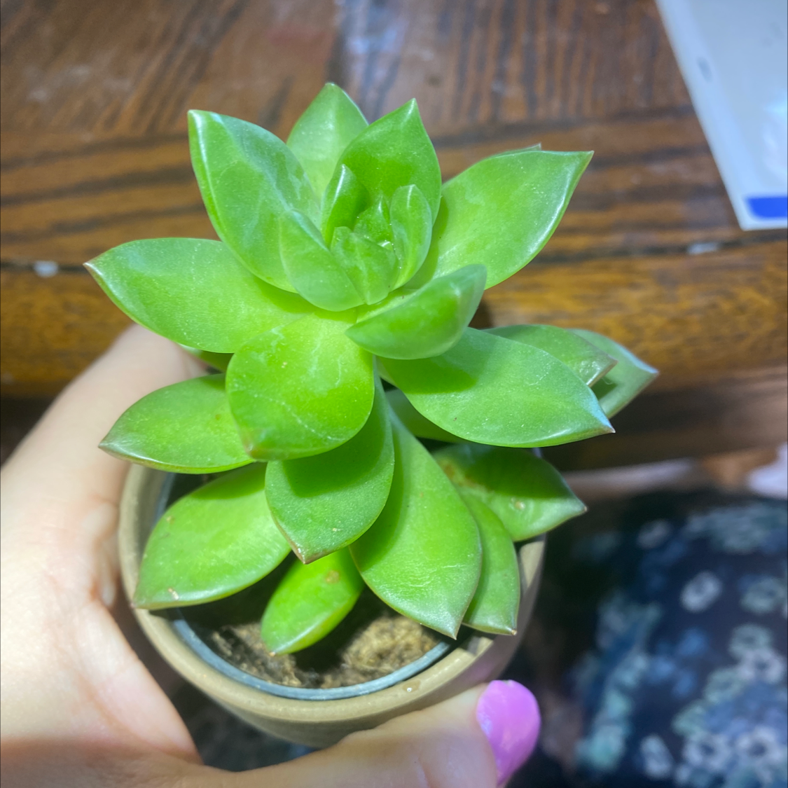 Healthy Sedum 'Firestorm' plant with vibrant green leaves in a small pot.