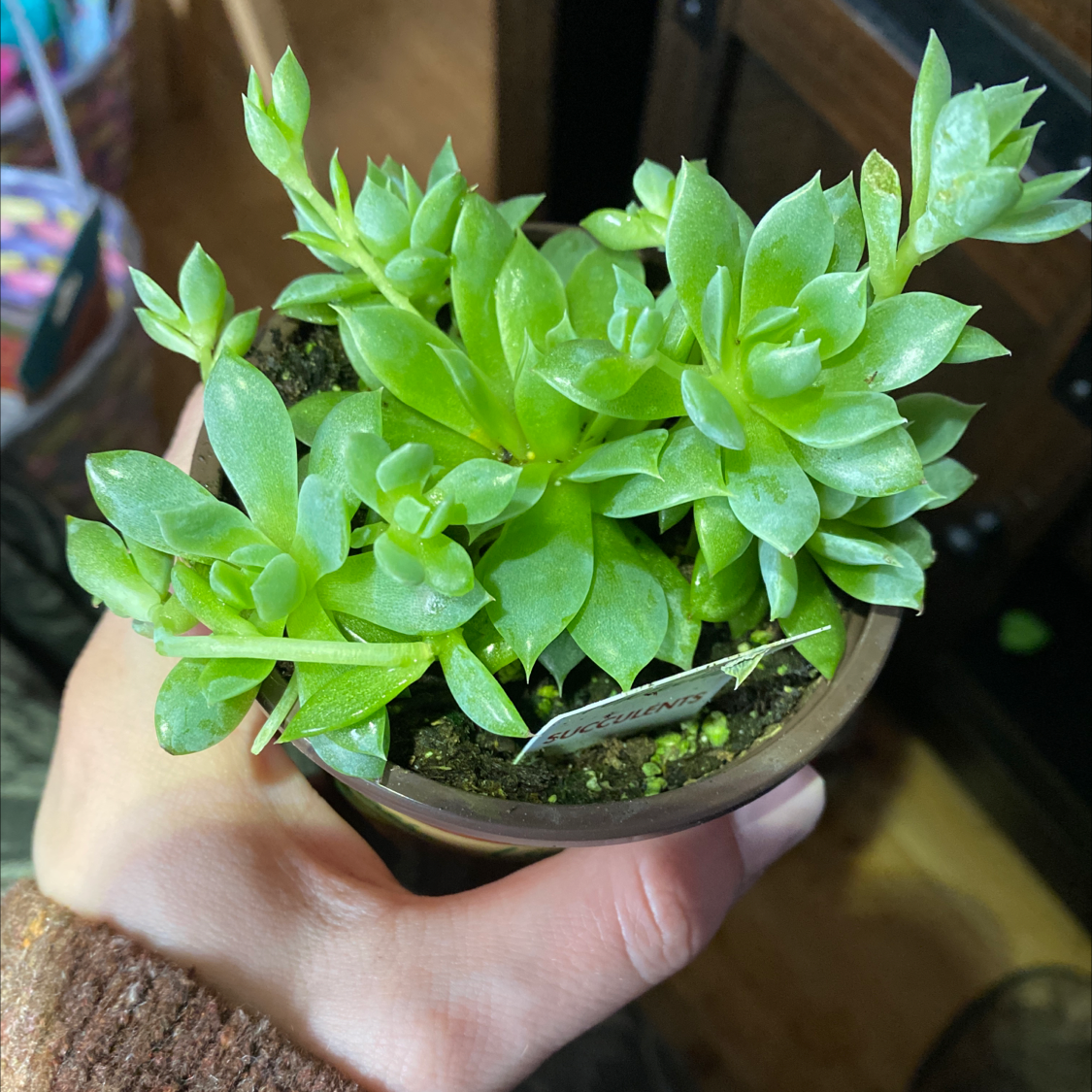 Photo of the plant species Graptopetalum macdougallii by @RedByChoice named Alexander on Greg, the plant care app