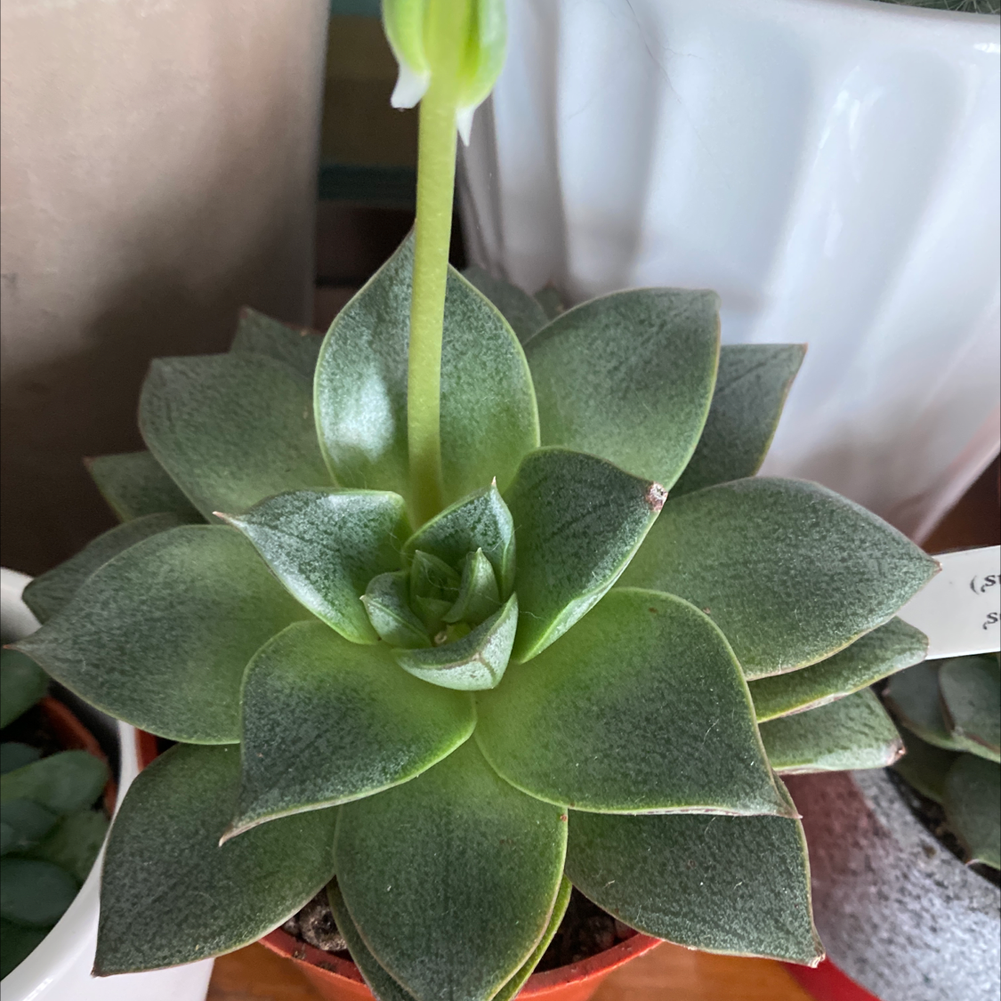 Echeveria 'Dionysos' succulent with green leaves and a flower stalk.