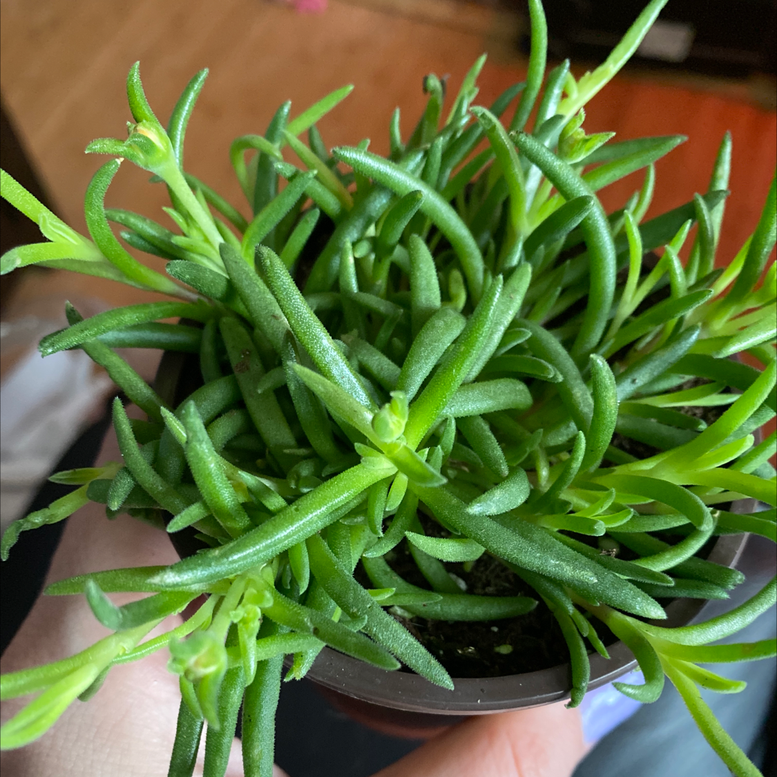 Healthy Iceplant with vibrant green leaves in a pot, held by a hand.