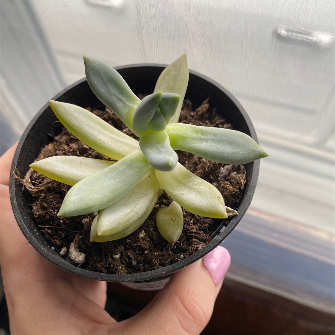 Little Jewel succulent in a black pot, held by a hand, with some yellowing leaves.