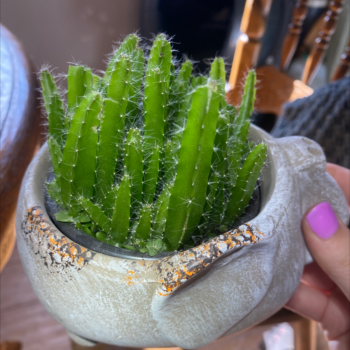 Photo of the plant species Dragon Fruit by @RedByChoice named Dragon Fruit on Greg, the plant care app