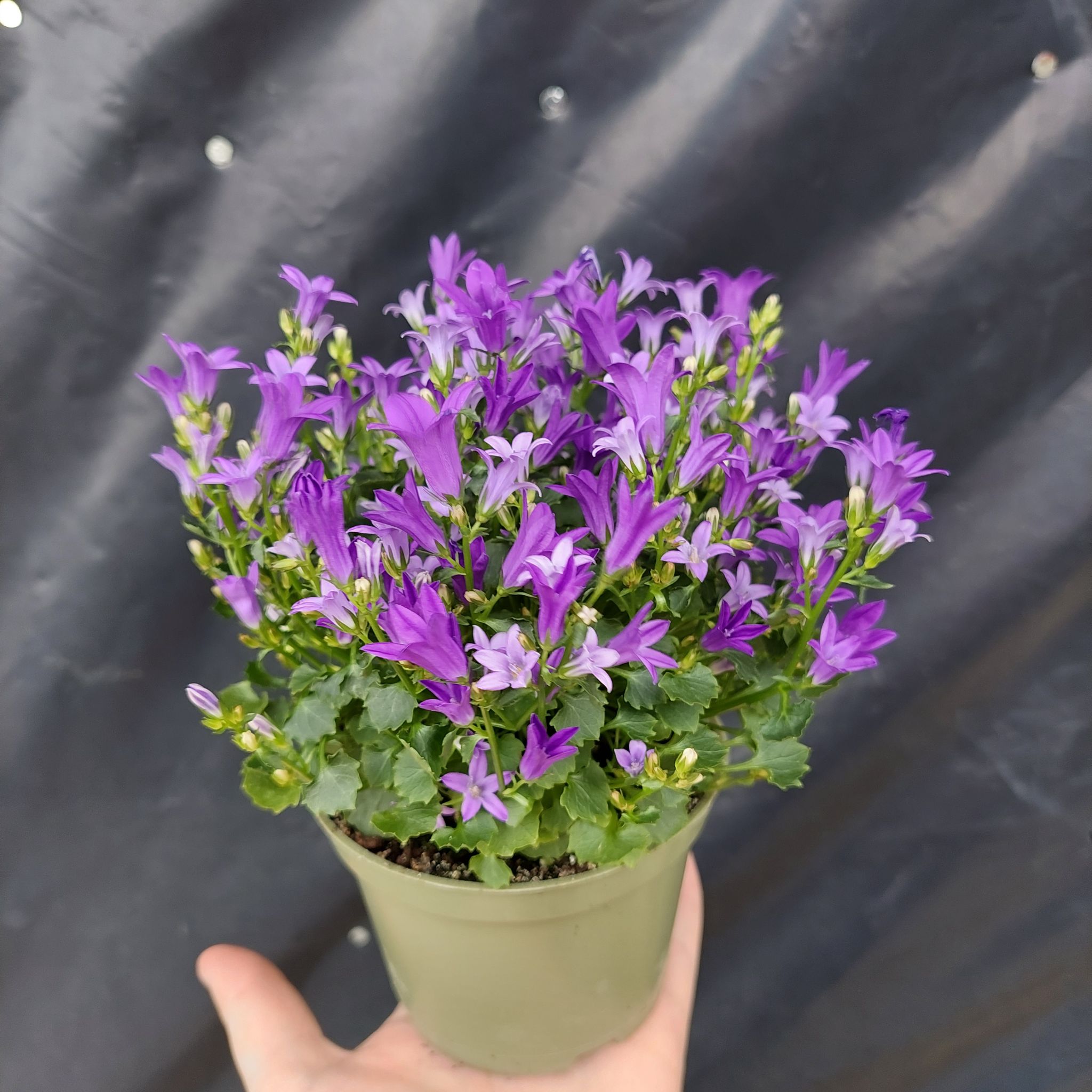 Potted Peach-Leaf Bellflower with vibrant purple flowers, held by a hand.