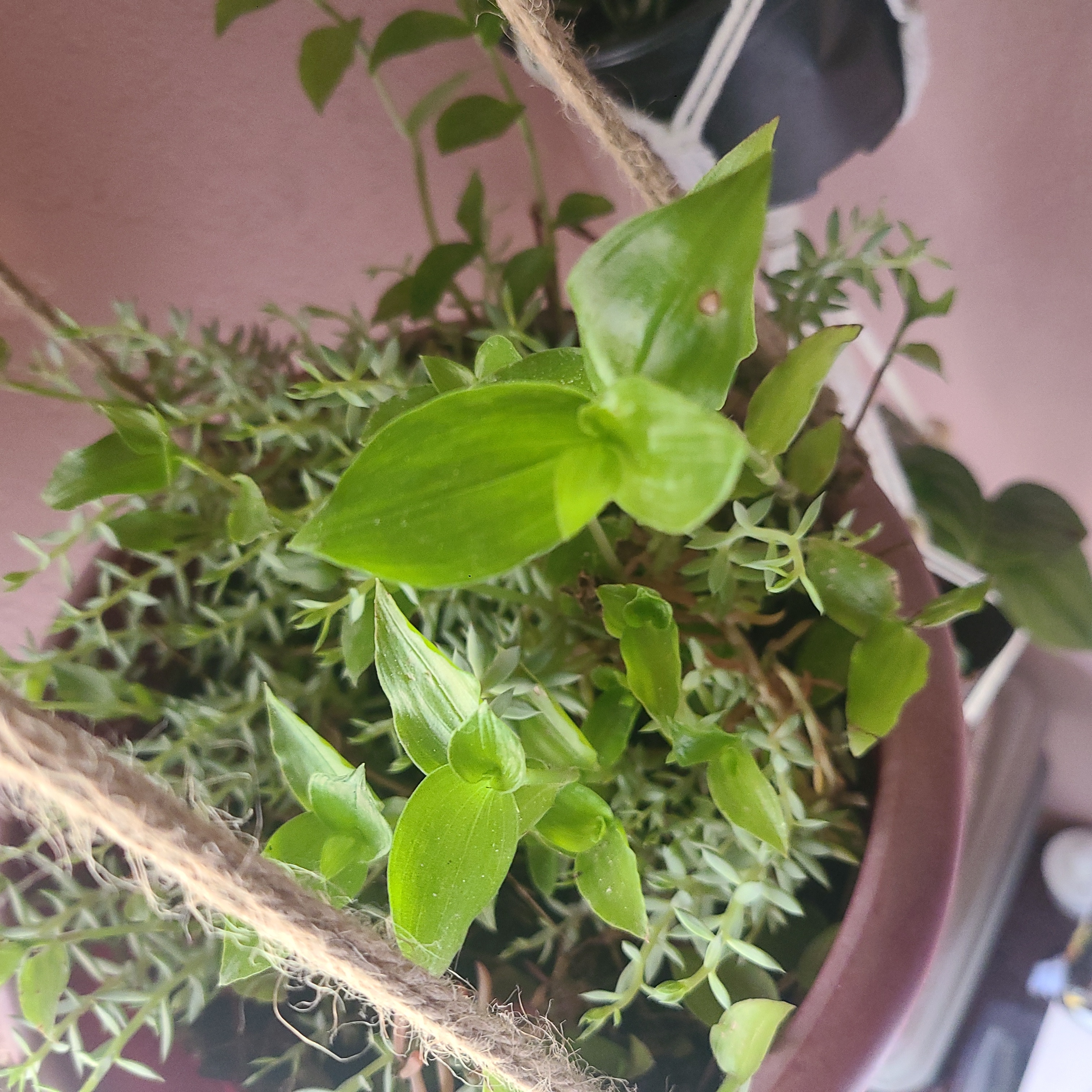 Potted Asiatic Dayflower plant with healthy green leaves.