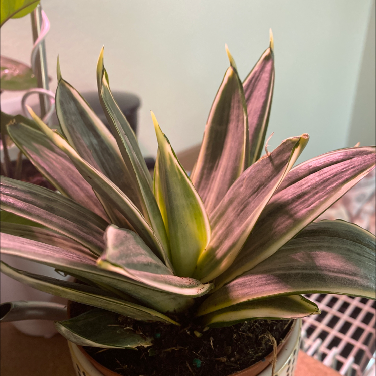 Photo of the plant species Silver Nymph Snake Plant by @TopdogGreyalder named Daphne on Greg, the plant care app