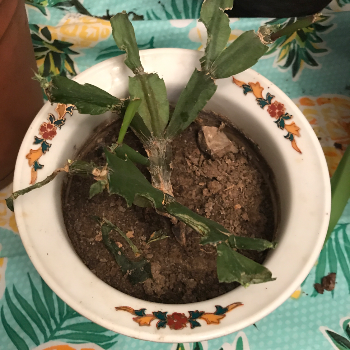 Brazilian Pricklypear plant in a decorative pot with visible soil and some damaged segments.