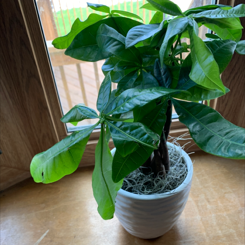 Money Tree plant photo by @Treeoflife1993 named Demi on Greg, the plant care app.