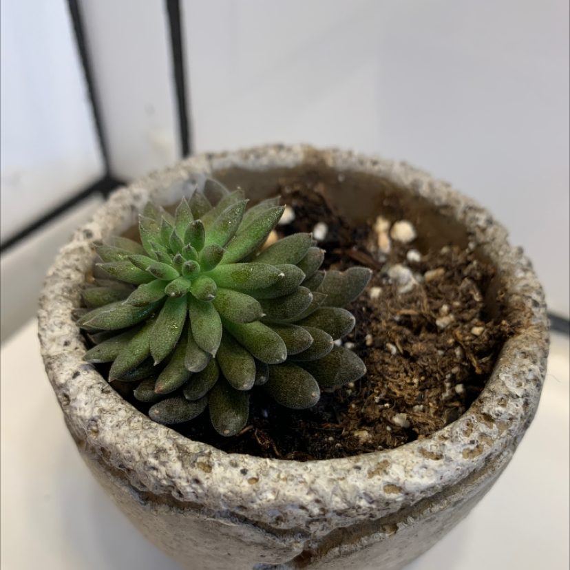 Photo of the plant species Chinese Jade by @Treeoflife1993 named Plato on Greg, the plant care app