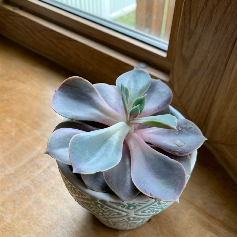 Potted Echeveria 'Perle von Nurnberg' near a window, healthy appearance.