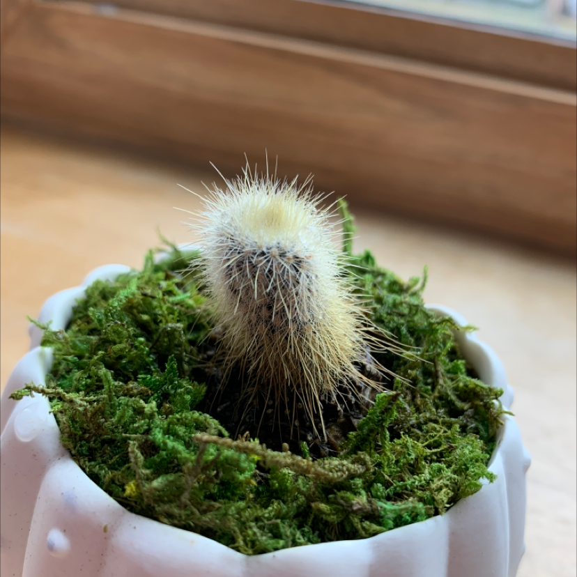 Lace Hedgehog Cactus plant photo by @Treeoflife1993 named Leonardo on Greg, the plant care app.