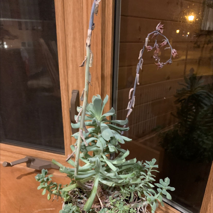 Photo of the plant species Echeveria 'Topsy Turvy' by @Treeoflife1993 named Curvy on Greg, the plant care app