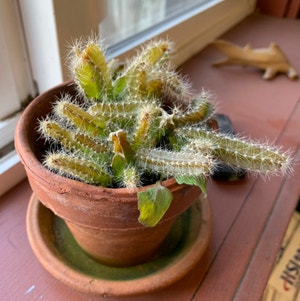 Dog Tail Cactus plant photo by Treeoflife1993 named Apollo on Greg, the plant care app.