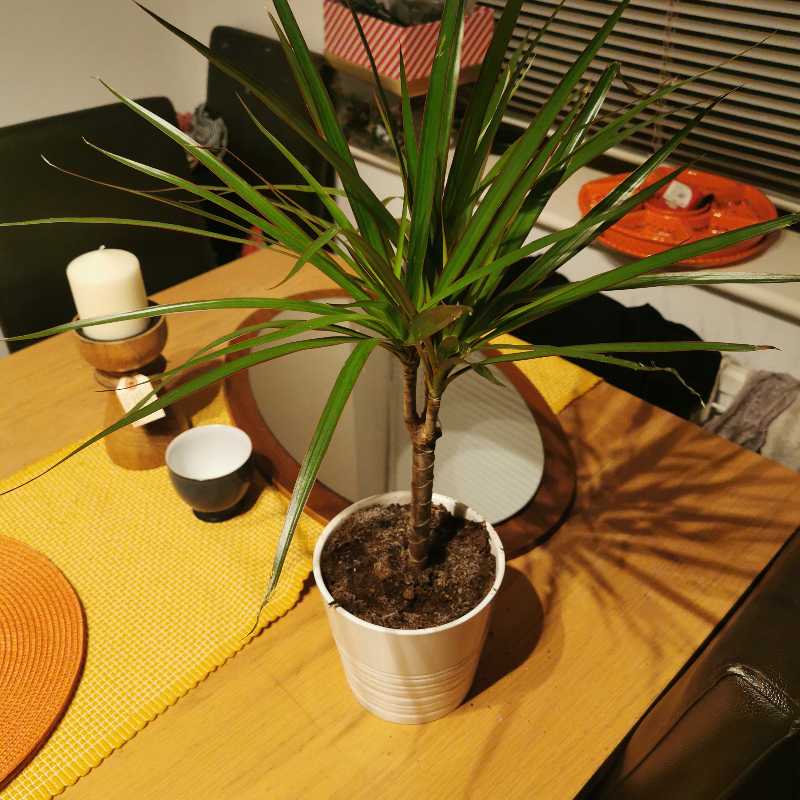 Potted Open Weave Dragon Tree on a table with visible soil and healthy green leaves.