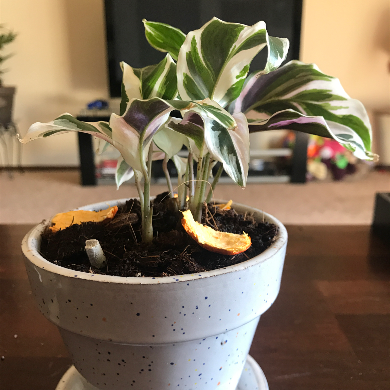 Calathea 'White Fusion' plant in a white pot with variegated leaves and visible soil.