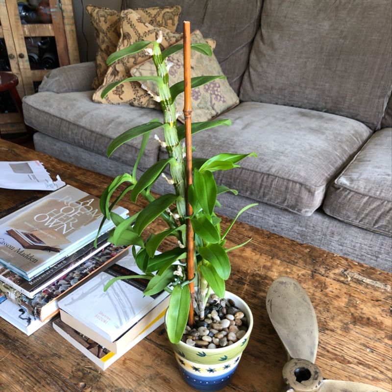 Jewel Orchid in a pot with pebbles, supported by a stake, on a wooden table with books.