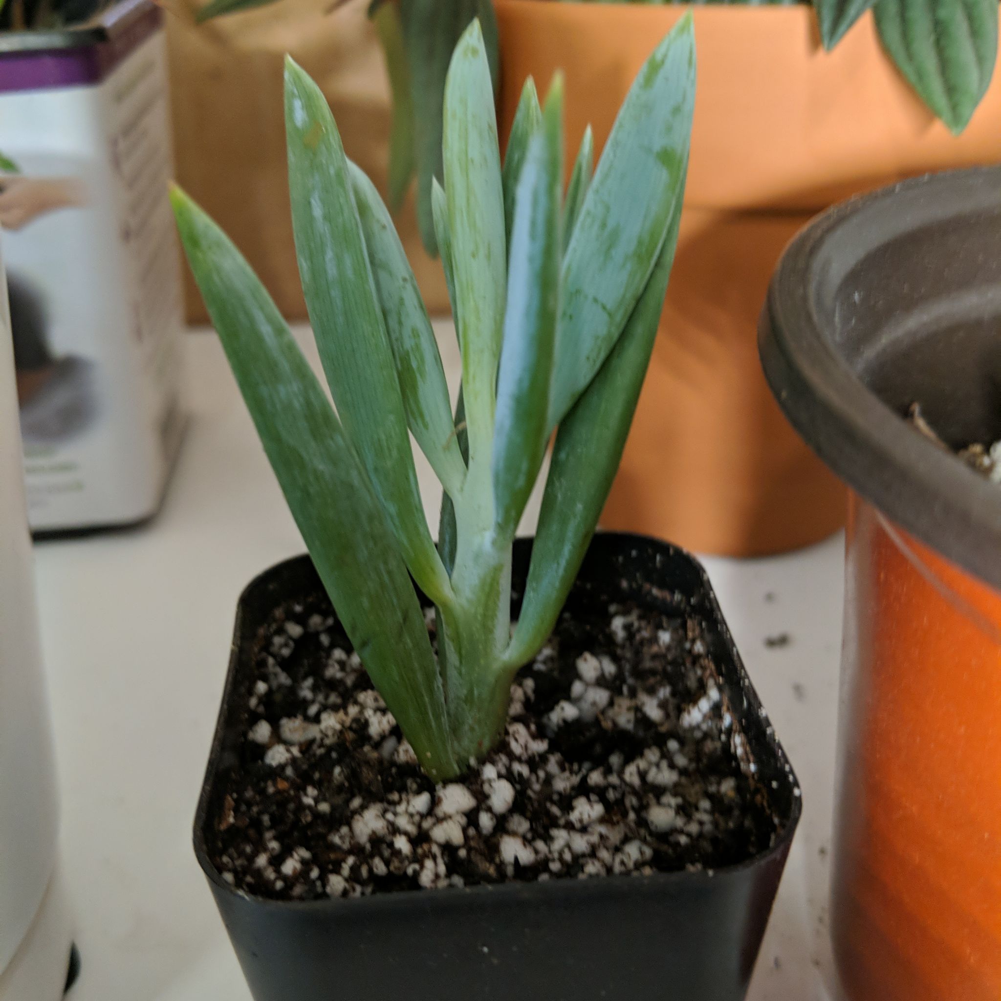 Photo of the plant species Big Blue Chalksticks by @tugnoot named Everett Phalange on Greg, the plant care app