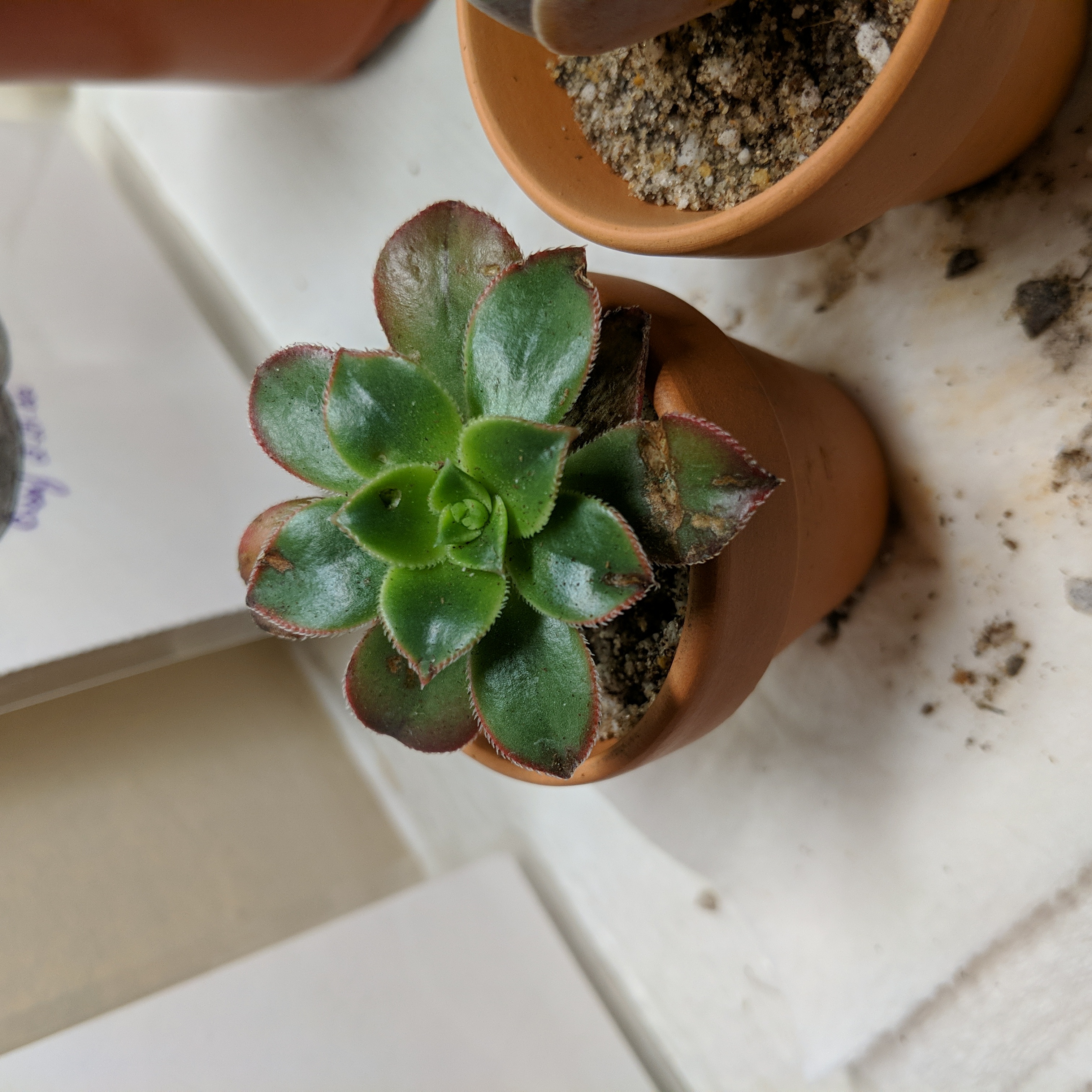 Aeonium 'Kiwi' succulent in a terracotta pot with green leaves and red edges.