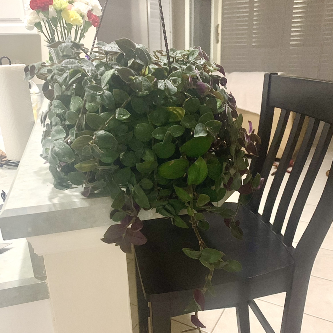 Hanging plant identified as Baby Bunny Bellies with lush green and purple leaves.