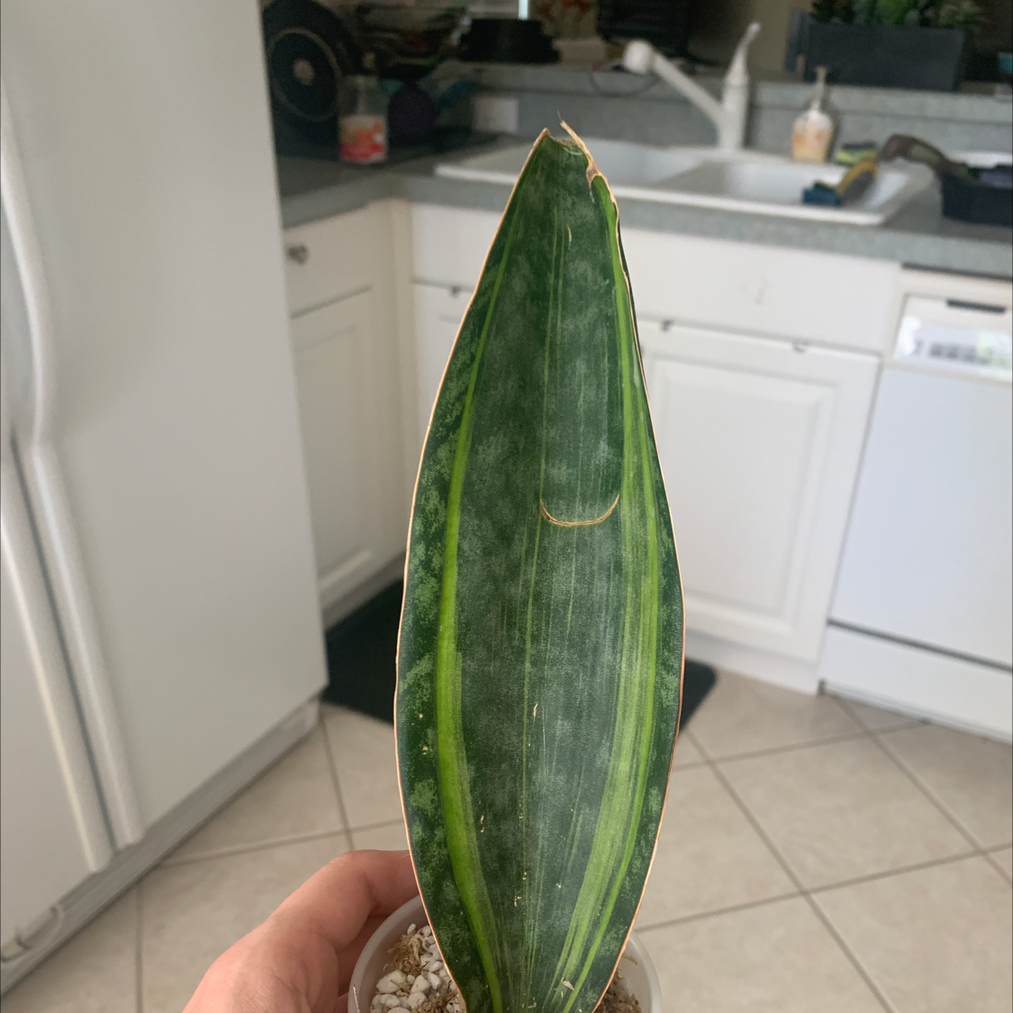 Whale Fin Snake Plant in a small pot, held by a hand, with a kitchen background.