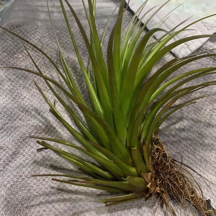 Spreading Airplant with green leaves on a textured fabric surface.