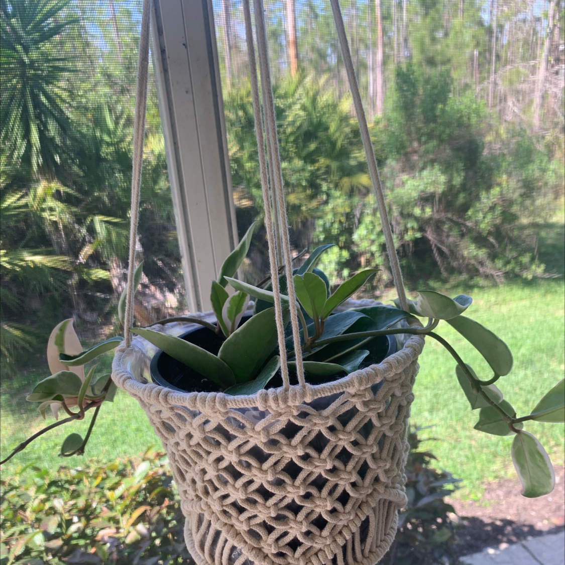 Potted Hoya plant in a macrame hanger near a window with an outdoor garden view.