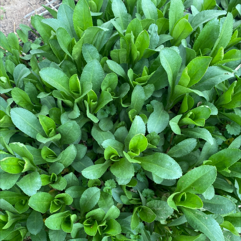 Dense cluster of green leaves, likely a young Daisy plant, with no visible signs of discoloration or disease.