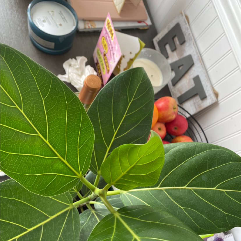 Healthy Audrey Ficus plant with large green leaves, well-framed and centered.