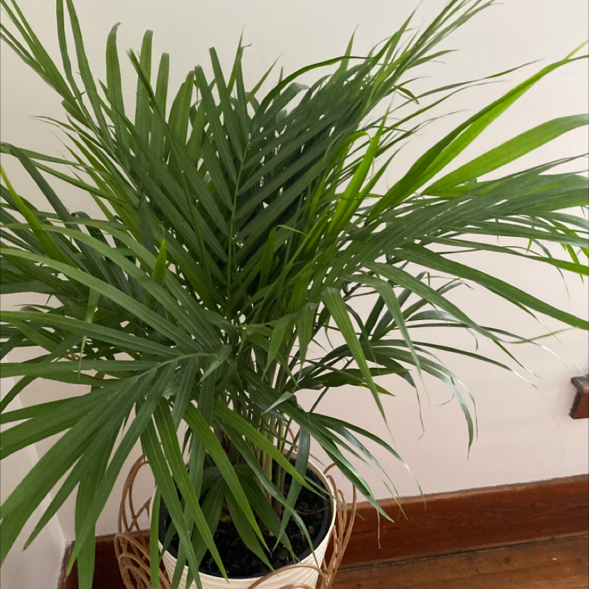 Healthy Kentia Palm plant with long arching dark green fronds in a black plastic pot, indoors.