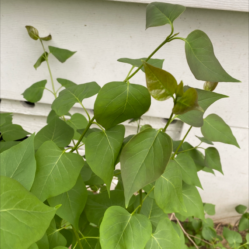 Healthy Lilac plant with green, heart-shaped leaves against a white wall.