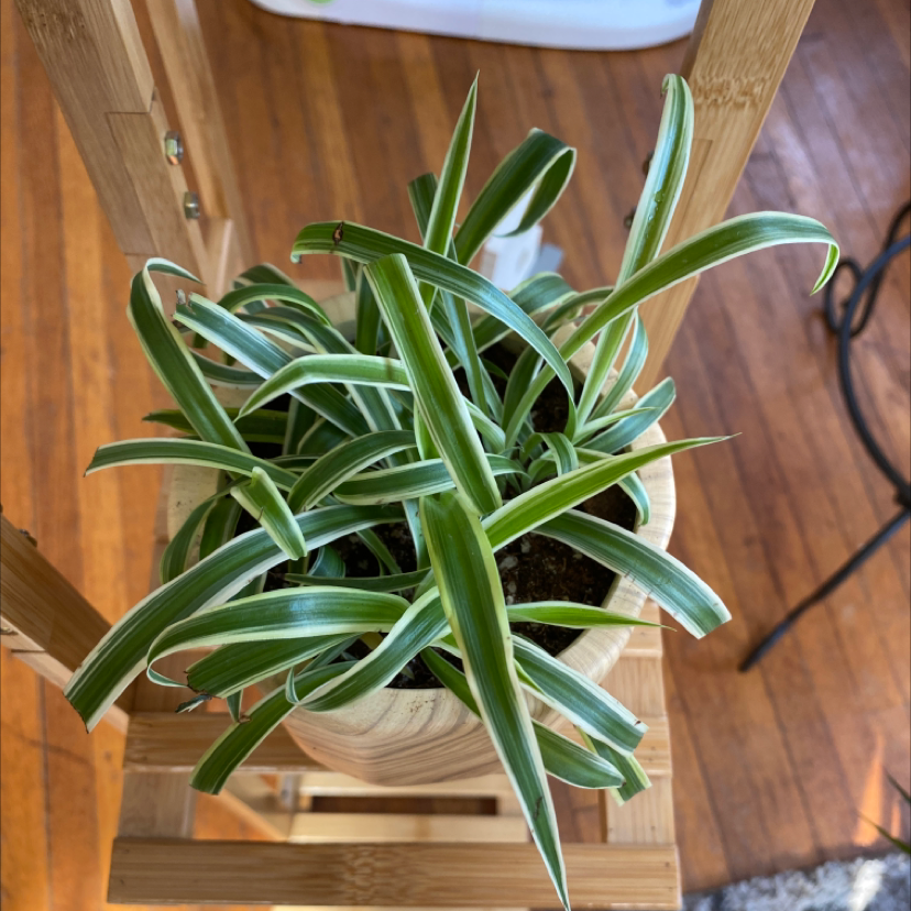 Spider Plant plant photo by Tiffany named Spiderman on Greg, the plant care app.