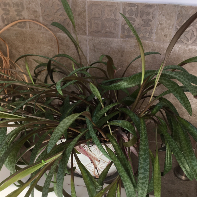 Silver Squill plant photo by Annmarie named Carolina on Greg, the plant care app.