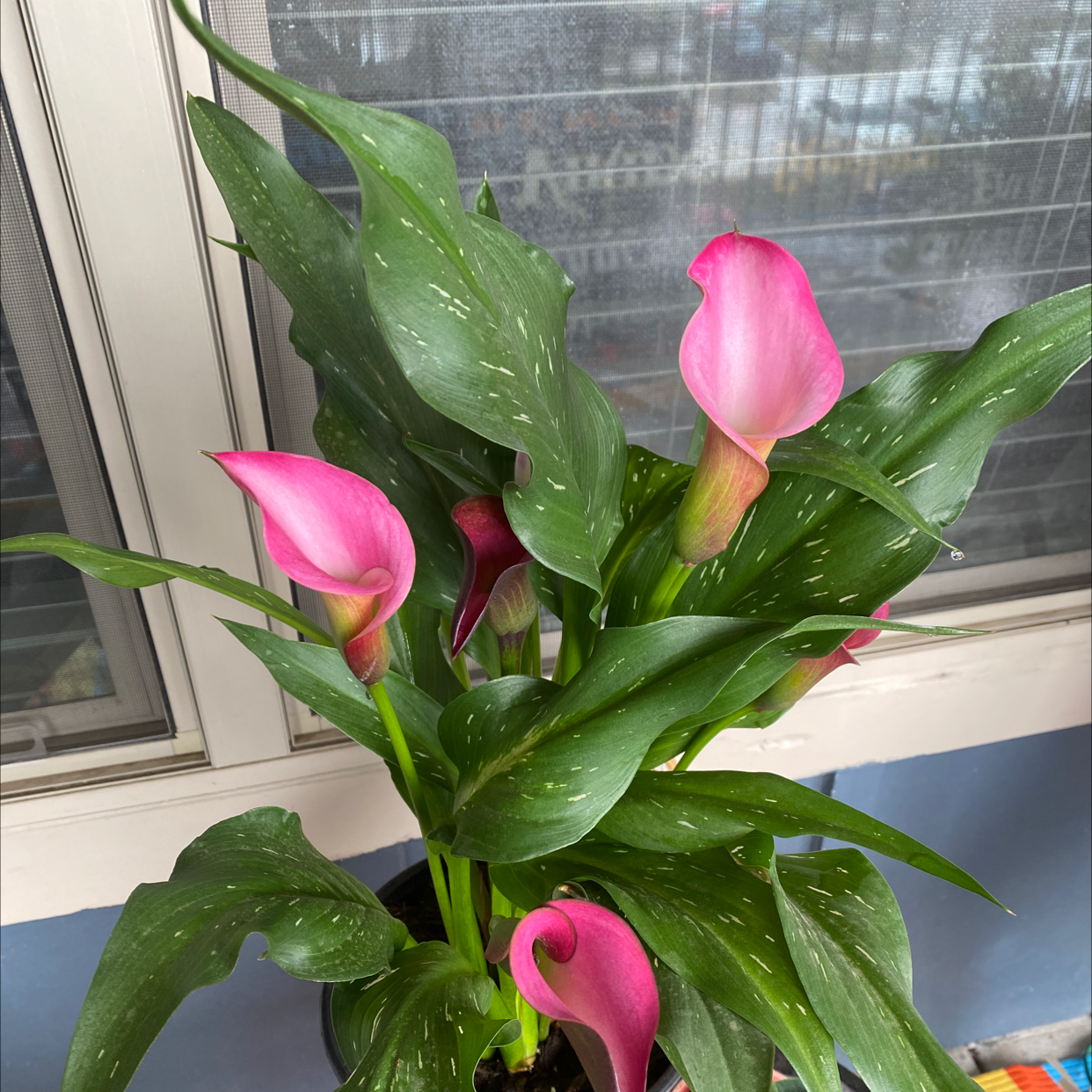 Photo of the plant species Spotted Calla Lily by @Bellvaness4 named Lavender lilly on Greg, the plant care app